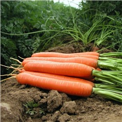 0575 Морковь Янтарный сахар 2гр