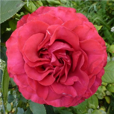 Rose des 4 Vents "Роза 4 х Ветров"