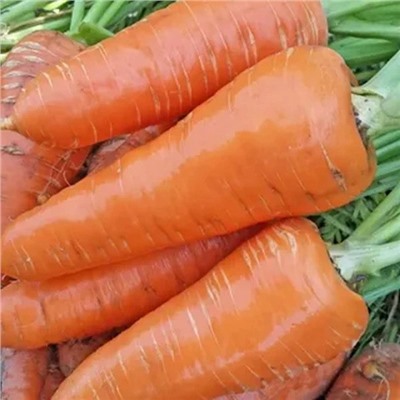 0082 Морковь Мо 2гр