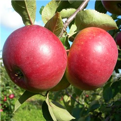 Яблоко Белорусской сладкое 5 кг