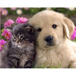 Картина по номерам 40х50 - Котенок и щенок