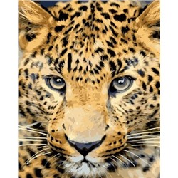 Картина по номерам 40х50 - Молодой леопард