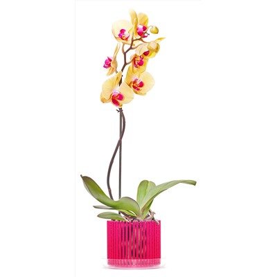 Корона для орхидеи с поддоном Стандарт, оранжевый флюр d=130 мм, h=120 мм
