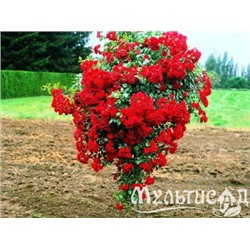 Red Cascade "Ред Каскад" почвопокровная штамб 120-140 см