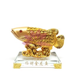 Арована (рыба-дракон) - магнит для баснословного богатства