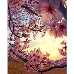 Картина по номерам 40х50 - Цветы сакуры