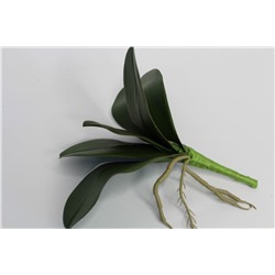 Лист Орхидеи с корнями (5 листов)(003-001)