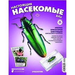 Журнал №71 "Настоящие насекомые" С ВЛОЖЕНИЕМ! Златка хризохроя блестящая