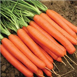 0559 Морковь Нантская 5 суперсочная 2гр