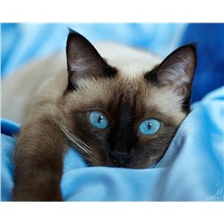 Картина по номерам 40х50 - Сиамская кошка