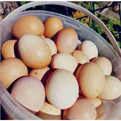 Яйцо куриное домашнее 30шт