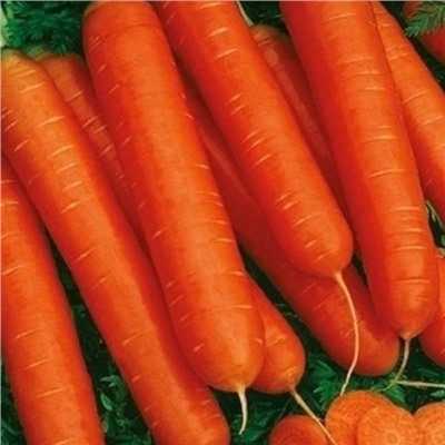 0085 Морковь Нантская красная 2гр
