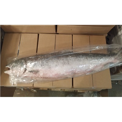 Сёмга тушка премиум класса с головой Рыба 5-6 кг ( цена за 1 кг)