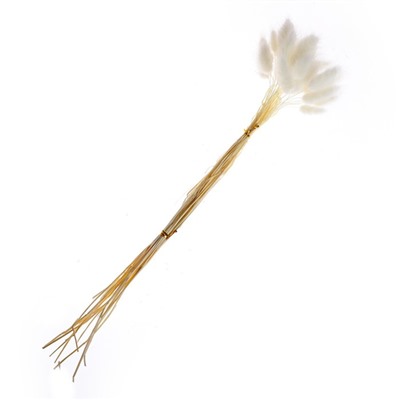 Сухоцветы «Лагурус», набор 30 шт., цвет белый