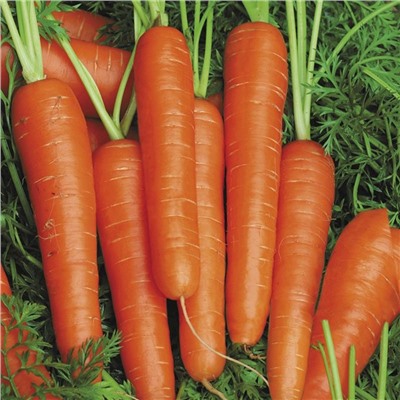 0077 Морковь Карамелька 2гр