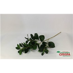 Ветка зелени рускус (025-001) (упаковка 2 штуки)