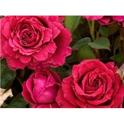 Rose des 4 Vents "Роза 4 х Ветров"